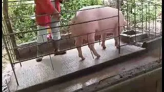 First insemination of the sow ,1 inseminated now @ cooper farm