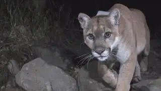 Colorado voters could decide on big cat hunting ban
