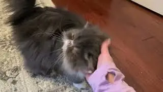 Walter the Grey and White Persian