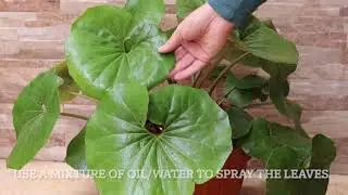 My favourite plant! Easy Plant to take care of.