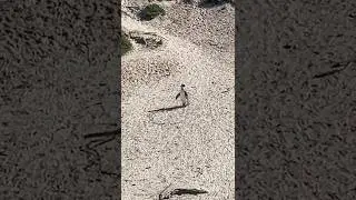 Penguin waddling #animals #shorts