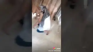 Dokari dance