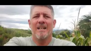 Hoy toco APODAR y pintar los ARBOLES para la PLAGA.