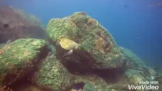 Arus balee Sabang