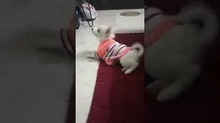 Shiro's masti time ❤️ #dogshorts #dog #cute #doglife #pets #petlover #shiro #dogvideos #doglove