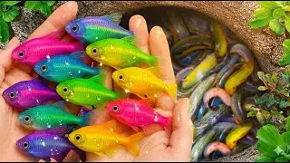 Catch beautiful aquarium fish in small pond baby turtles, koi fish, guppies, koki, molly fish.