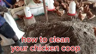 Лучший способ почистить курятник без повреждений на 6-й день яйцекладки 🥚🥚