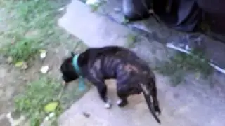 My Guard dogs