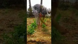 Farmer Clearing Grass for Vegetable Farming | Land Preparation | Real Farming Sounds