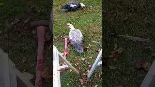 little farm update! #cuteanimals #farming #chickens #duck #homestead #shorts #viral #trending