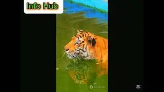 Facts about Tigers | Info Hub | #wildlife