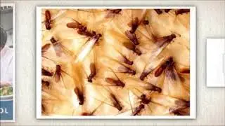 Mosquito Service