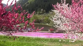 美濃郡上･明宝 國田家の芝桜が綺麗に咲いています 2025