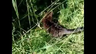 PREDATOR CLOSE UP