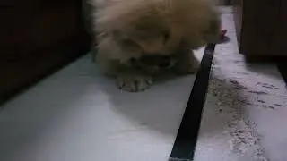 Chow chow puppy's sweet moments 