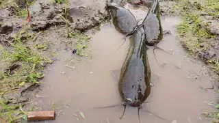 Amazing Dry Season Fish Video 2023 - RS Fishing Zone Pro