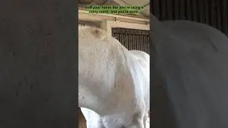 How to make your horse shiny after a body clip. #oilbuffing #horseclipping #horsegrooming