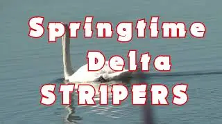 EARLYBIRD ...  DELTA STRIPERS!