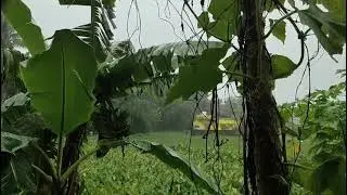 Reggae Relaxing Vibe with Rain Sounds| Reggae Meditation| Gentle Peaceful Soft and Calming