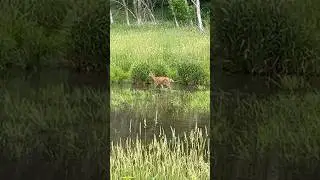 Still NO Alligator ATTACK!!!