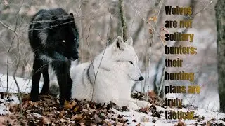 Wolves Are Smarter Than You Think: The True Order of the Pack
