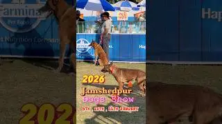 Dog Training | German Shepard CommandsTraining Practice #shorts