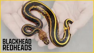 Blackhead x Redhead = Maroonhead?! | Wild NEW Redhead Combos