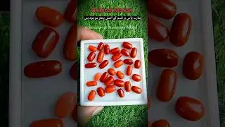 Marjan Stones | Coral Stones | Original Marjan Stoens | مرجان |