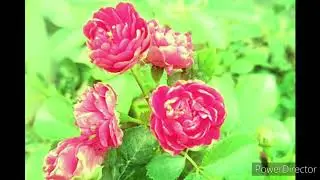 Rose view/flowers whatsapp/new ringtone 2020