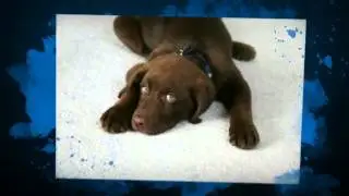 Carpet Cleaning Service Loveland CO - (970) 667-5079