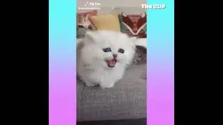 This Funny & Cute Pets Compilation Is Pure Bliss..Anchor TV