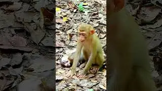 Best clip of monkey action, lovely life of monkey baby. #monkeymonkey #babyanimal #animals