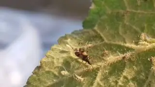 Insect Safari - Anthocoris nemorum zapping aphids - 20170725_1500