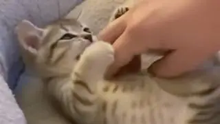 Tiny Kittens Playing With Humans 🐾