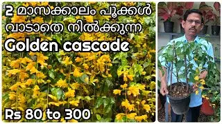 Golden cascade plants for sale | ഗോൾഡൻ കാസ്കേഡ്