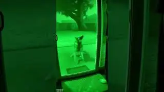 Dog Predicts Tree Collapse & Herds Owner To Safety In Storm | Real CCTV Alert 🐶🌳⚠️ #Shorts