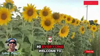 Главной достопримечательностью Канберры для любителей подсолнухов является ежегодная выставка под...