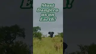 Top 7 Most Dangerous Animals in the World! 🐍🦈#wildlifeshorts#animalfacts#dangerousanimals