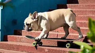 The dog challenges himself to skateboard down a long staircase. His technique is so steady!