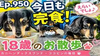 Ep.800：祝・800回！ダックスの生命力。朝ごはん完食と桜並木をゆく春のお散歩
