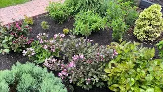 НАЧАЛИ ЦВЕСТИ ВЕЙГЕЛЫ: &lsquo;Nana Purpurea&rsquo;, &ldquo;Pink Poppet Plangen&rdquo;, &ldquo;Minor Black&rdquo;