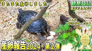 【亀の産卵②】キボシイシガメが産卵しました【2024.6.20】