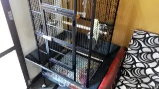 A11 Cage for Medium Sized Birds