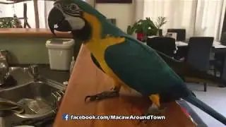 Parrot Reacts to New Nickname || Diego is #MonkeyBooBoo