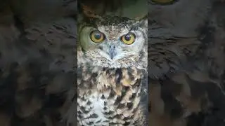 owl photo