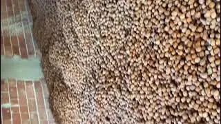 6 yaşında chandler ceviz verimi(730 adet ağa&ccedil;tan 7 ton &uuml;r&uuml;n alındı)05530177695