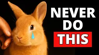 10 Things a Rabbit Will NEVER Forgive