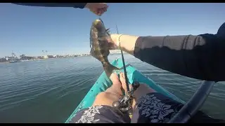 Winter Mission Bay Fishing-Nonstop Bass