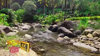 Refreshing River Sounds: Unwind and De-stress | Sons Refrescantes do Rio: Relaxe e Alivie o Estresse