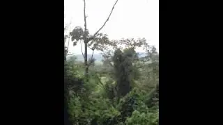 Don's 1st zip line ride